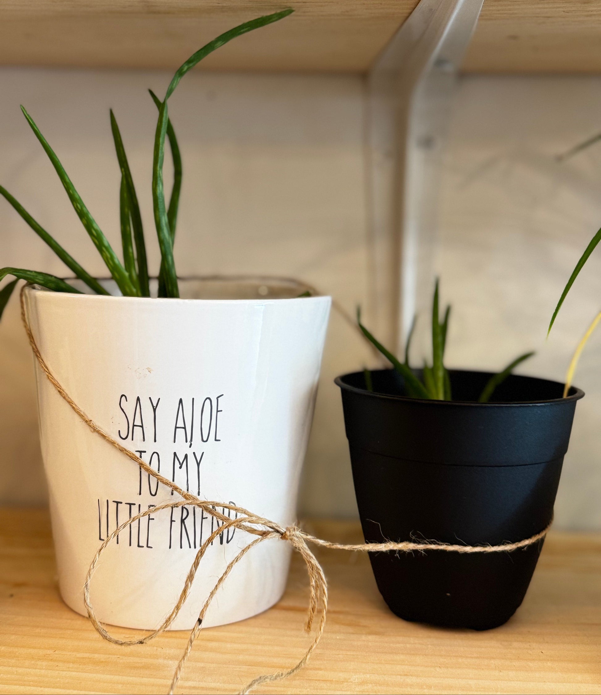 Aloe my little friend aloe plant with mini by The Thread