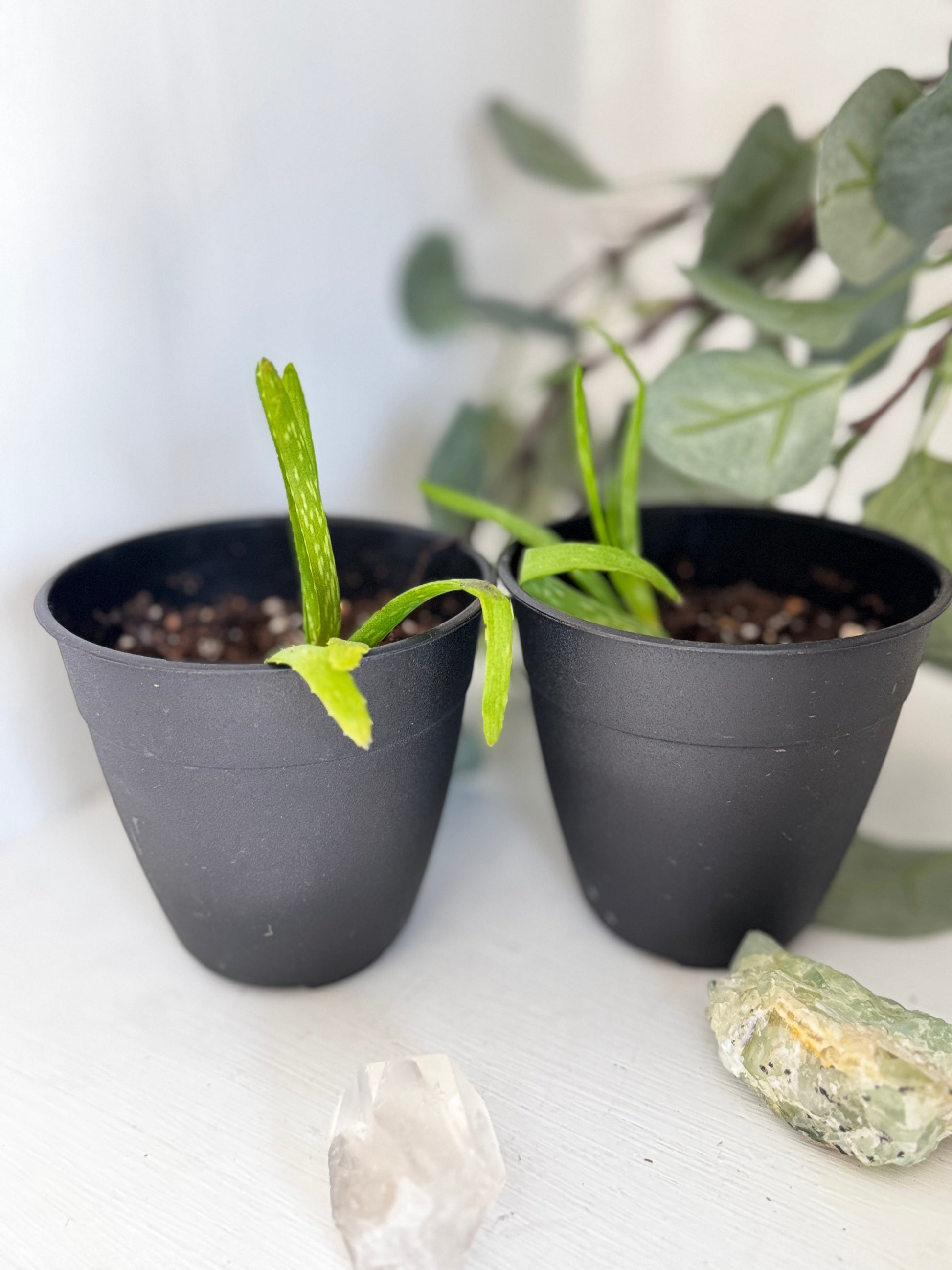 Aloe Vera Plant by The Thread